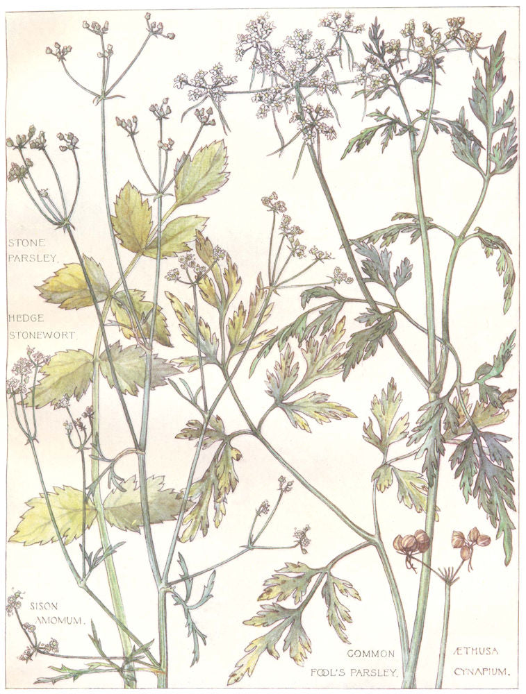 PARSLEY. Umbelliferae. Stone Parsley; Hege Stonewort; Common Fool's Parsley 1907